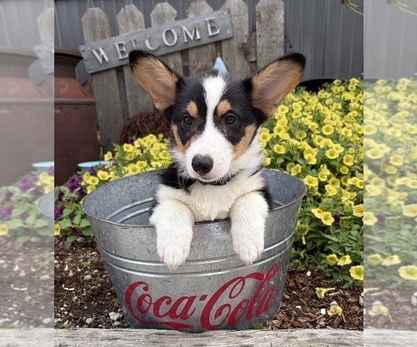 Medium Photo #3 Pembroke Welsh Corgi Puppy For Sale in MIDDLEBURY, IN, USA