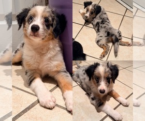 Miniature Australian Shepherd Puppy for sale in BROOKER, FL, USA