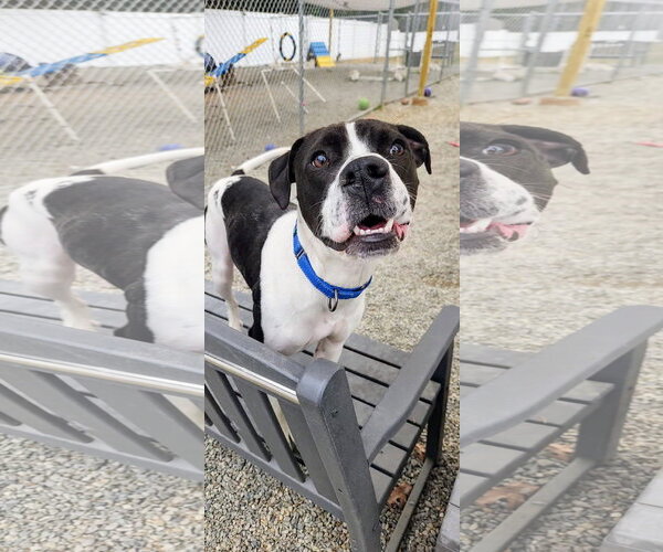 Medium Photo #15 Pointer-Unknown Mix Puppy For Sale in Rockaway, NJ, USA