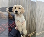 Puppy Blue Golden Retriever