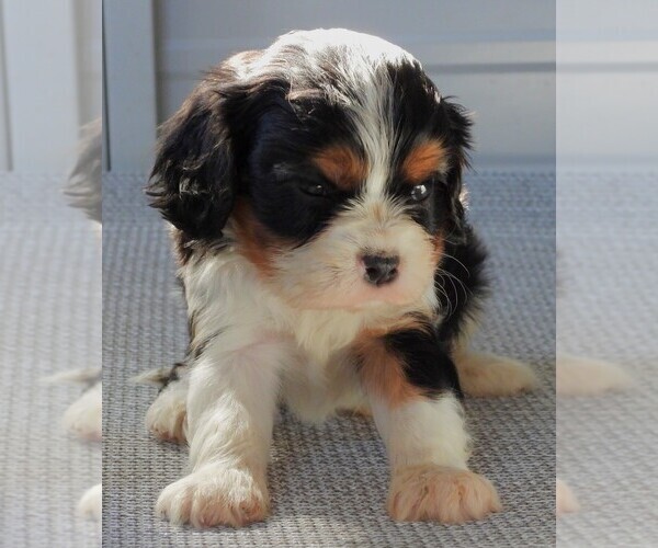 Medium Photo #2 Cavalier King Charles Spaniel Puppy For Sale in CARLISLE, KY, USA