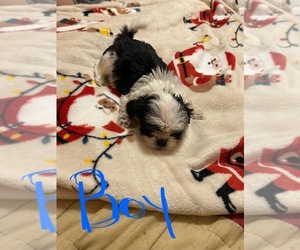 Shorkie Tzu Puppy for sale in DENTON, TX, USA