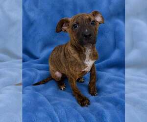 Black Mouth Cur-Unknown Mix Dogs for adoption in Shillington, PA, USA