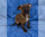 Small Black Mouth Cur Mix