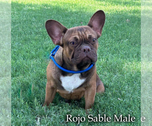 French Bulldog Puppy for sale in CHANDLER, AZ, USA