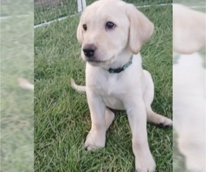 Labrador Retriever Puppy for sale in TERREBONNE, OR, USA