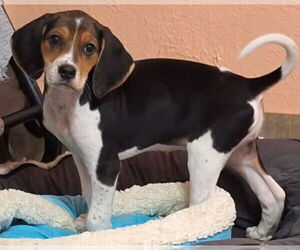 Coonhound-Unknown Mix Dogs for adoption in House Springs, MO, USA