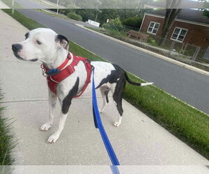 Fray - Female Mutt Dog for Adoption - Photo #4
