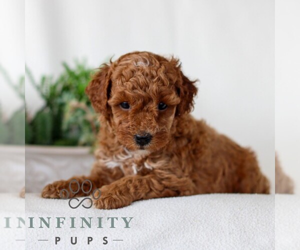 Medium Photo #4 Goldendoodle (Miniature) Puppy For Sale in NARVON, PA, USA