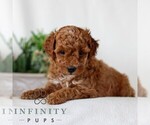 Small #3 Goldendoodle (Miniature)