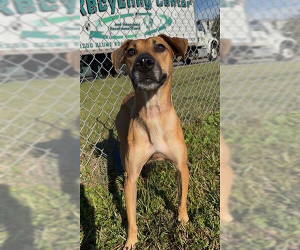 Medium Photo #1 Black Mouth Cur-Unknown Mix Puppy For Sale in Rosenberg, TX, USA