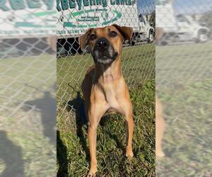 Black Mouth Cur-Unknown Mix Dogs for adoption in Rosenberg, TX, USA