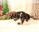 Small Photo #11 Aussiedoodle Miniature  Puppy For Sale in STAFFORD, VA, USA