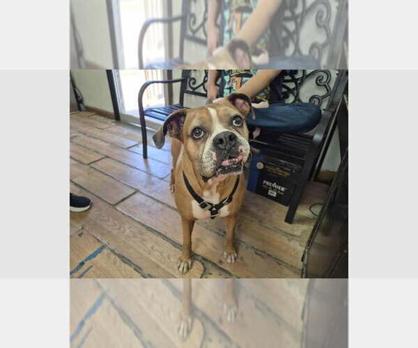 Medium Photo #4 Boxer Puppy For Sale in Austin, TX, USA