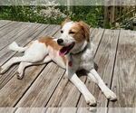 Small Australian Shepherd-Great Pyrenees Mix