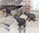 Small Photo #9 Plott Hound Puppy For Sale in MIDVALE, UT, USA