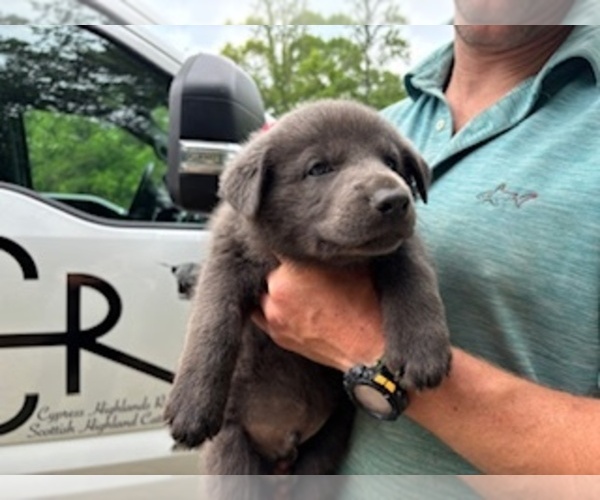 Medium Photo #4 German Shepherd Dog Puppy For Sale in MITCHELL, IN, USA