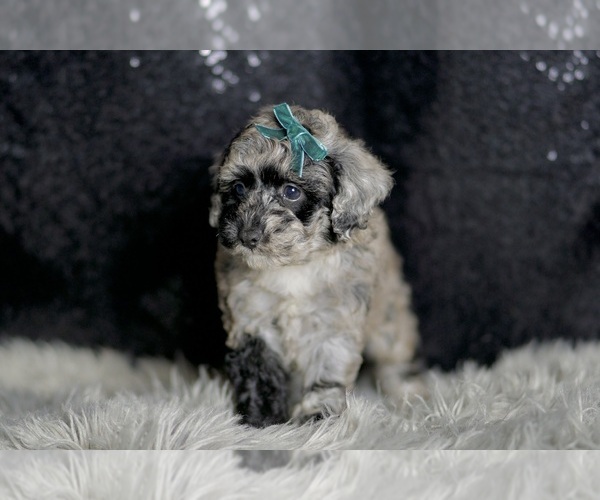 Medium Photo #51 Maltipoo Puppy For Sale in WARSAW, IN, USA