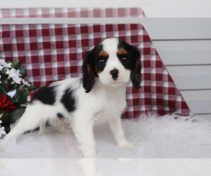 Cavalier King Charles Spaniel Puppy for sale in SHILOH, OH, USA
