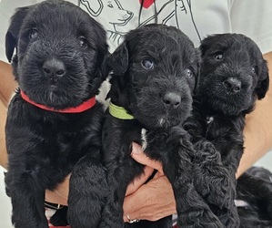 Schnauzer (Giant) Puppy for Sale in MIAMI GARDENS, Florida USA
