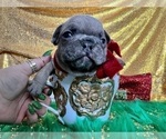 Small Photo #98 French Bulldog Puppy For Sale in HAYWARD, CA, USA