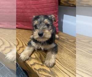 Schnau-Tzu-Yorkshire Terrier Mix Puppy for sale in MOUNT CLEMENS, MI, USA