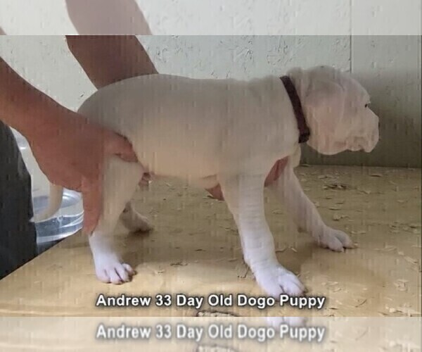 Medium Photo #61 Dogo Argentino Puppy For Sale in JANE, MO, USA