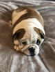 Small Photo #15 English Bulldog Puppy For Sale in CHARLESTON, SC, USA