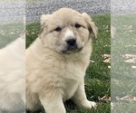 Small #4 Great Pyrenees