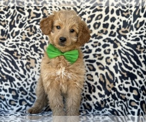 Goldendoodle (Miniature) Puppy for sale in LANCASTER, PA, USA