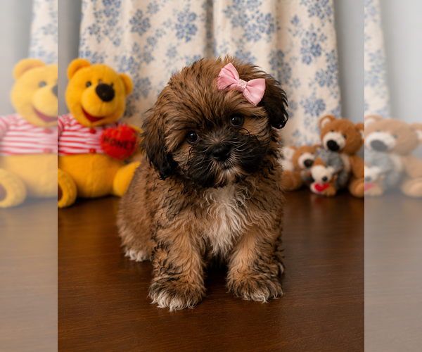Medium Photo #7 Lhasa Apso Puppy For Sale in DURHAM, CT, USA