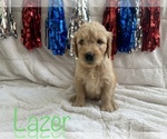 Small Photo #13 Goldendoodle Puppy For Sale in BLUFFTON, IN, USA