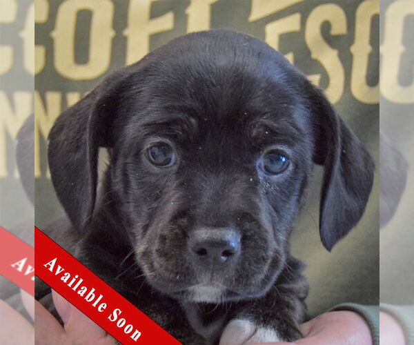 Medium Photo #1 Beagle-Unknown Mix Puppy For Sale in Huntley, IL, USA