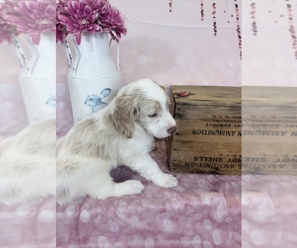 Medium Photo #55 Aussie-Poo-Goldendoodle Mix Puppy For Sale in COMMERCE, MI, USA