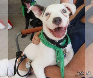Londyn - Male Mutt Dog for Adoption - Photo #7