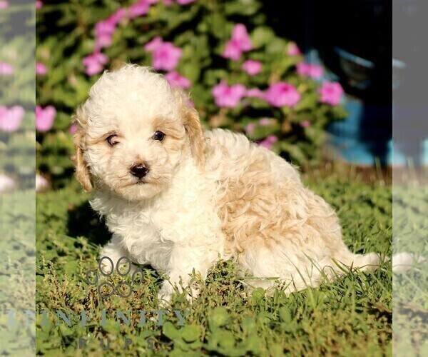 Medium Photo #3 Cavapoo (Miniature) Puppy For Sale in QUARRYVILLE, PA, USA