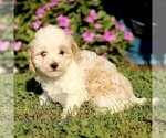 Small #2 Cavapoo (Miniature)
