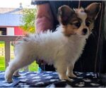 Small Photo #1 Papillon Puppy For Sale in FREWSBURG, NY, USA