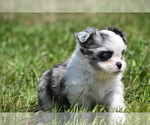 Small #2 Shih Aussie