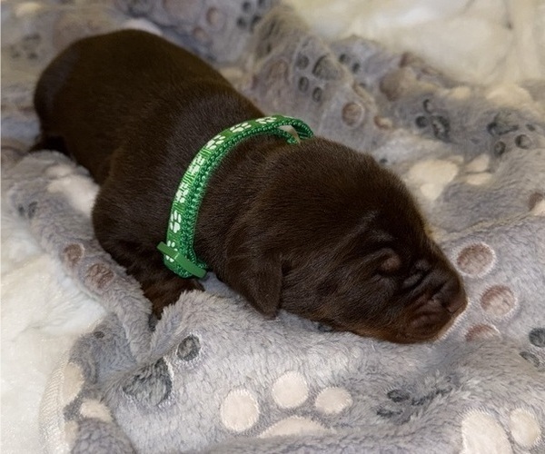 Medium Photo #6 Doberman Pinscher Puppy For Sale in COOKEVILLE, TN, USA