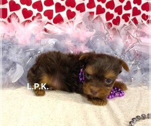 Yorkshire Terrier Puppy for sale in WINNSBORO, LA, USA