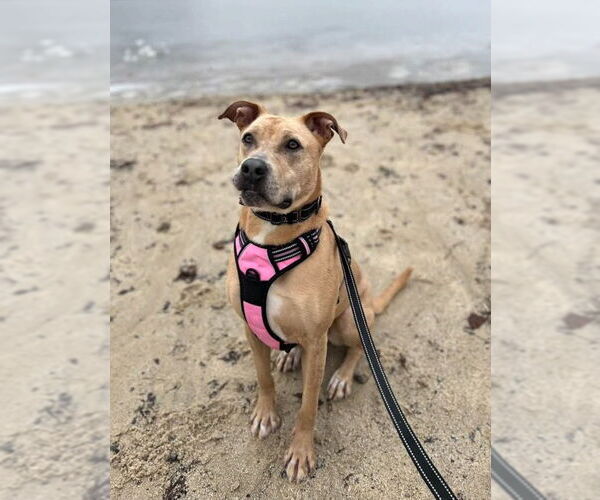 Medium Photo #14 Labrador Retriever-Unknown Mix Puppy For Sale in Rockaway, NJ, USA