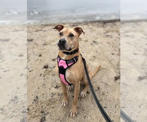 Kiya Lizman - Female Labrador Retriever-Unknown Mix Dog for Adoption - Photo #14