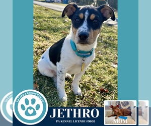 Mutt Dogs for adoption in Kimberton, PA, USA