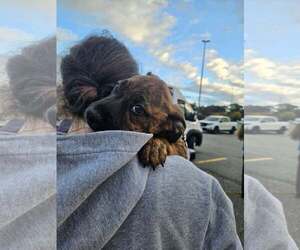 Mutt Dogs for adoption in Woodbury, NY, USA