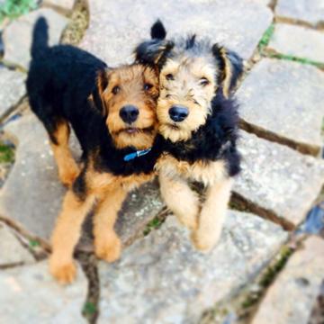 Medium Photo #8 Airedale Terrier Puppy For Sale in BOWRING, OK, USA