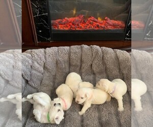 Schnauzer (Miniature) Puppy for sale in BAKERSFIELD, CA, USA