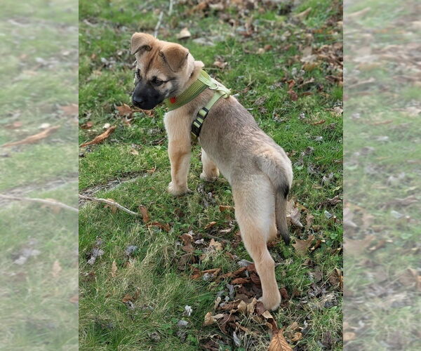 Medium Photo #2 Mutt Puppy For Sale in Bellingham, WA, USA