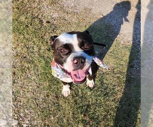 Bulldog-Unknown Mix Dogs for adoption in Rosenberg, TX, USA
