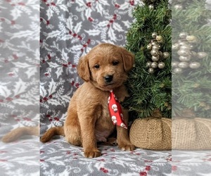 Double Doodle Puppy for sale in NOTTINGHAM, PA, USA